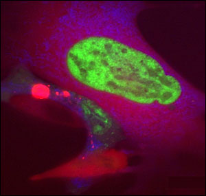 livecell.jpg
