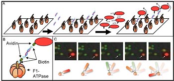 FraschBiosensor.jpg