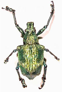 PhotonicBeetle.jpg