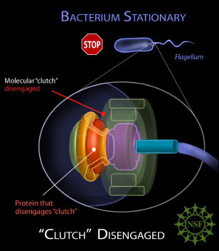Flagellum Function