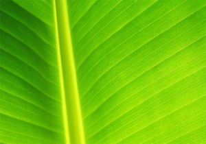 green-leaf.jpg