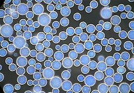 Microspheres.jpg