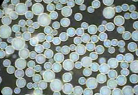 Microspheres2.jpg