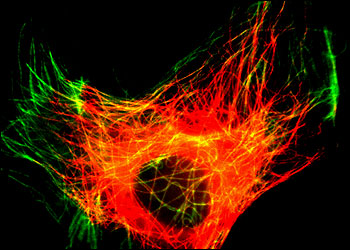 microtubule.jpg
