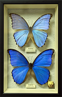 Butterflies.jpg