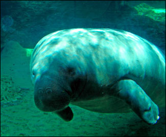 manatees2.jpg