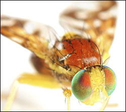 FruitFly2.jpg