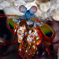Mantis-Shrimp.jpg