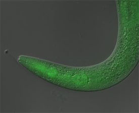 Worm.jpg