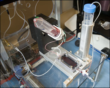 CTC-bloodflow.jpg