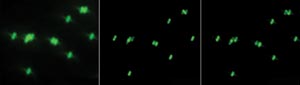 TSDecon_Fig-2_Figure-3.jpg