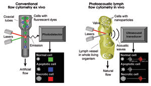 OptoFeat_Fig-2-(2).jpglymph.jpg