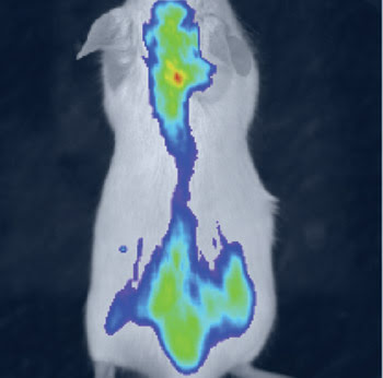 TSTubber_Fluorescence1.jpg