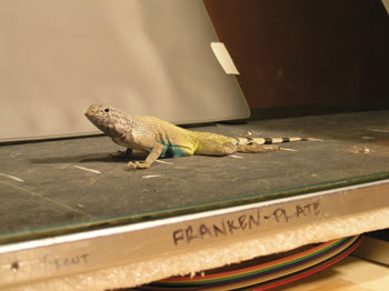 AsWeLizard-on-Forceplate.jpg