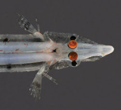 Postscripts_Spookfish1.jpg