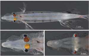 Postscripts_Spookfish2.jpg