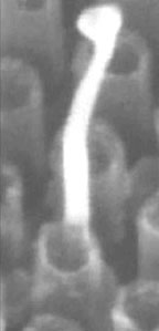 DNANanowire.jpg