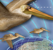 bird navigation