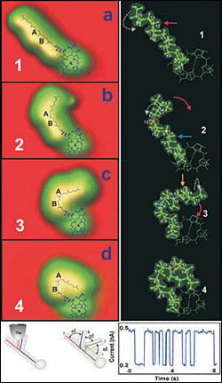 chlorophyll_switch.jpg