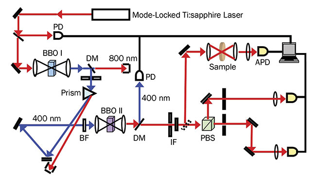 A sketch of the experimental setup used by Goodson and colleagues for entangled two-photon spectroscopy. Orthogonally polarized entangled photon pairs were generated by the spontaneous parametric down- conversion (SPDC) process. A 0.5-mm ß-Barium borate (BBO) crystal (type II) is pumped with the second-harmonic generation beam (400 nm) of a Ti:sapphire laser emitting ~70 fs pulses. Entangled photon intensity is varied by changing the pump power on the SPDC crystal with a variable neutral density filter. Transmitted entangled photons are focused onto an avalanche photodiode (APD). PD: photodiode; DM: dichroic mirror; BF: bandpass filter; IF: interference filter; PBS: polarizing beamsplitter. Courtesy of Theodore Goodson/University of Michigan.