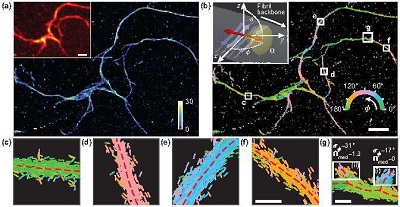 Transient amyloid binding (TAB) SMLM and SMOLM using Nile red (NR). (a) SMLM image of a network of Aß42 fibrils. Color bar: localizations per bin (20x20 nm2). Inset: diffraction-limited image. (b) TAB SMOLM image, color-coded according to the mean azimuthal (ø) orientation of NR molecules within each bin. Inset: main binding mode of NR to ß-sheets, i.e., dipole moments aligned mostly parallel to the long axis of a fibril (its backbone). (c-g) All individual orientation measurements localized along with fibril backbones within the white boxes in (b). Scale bars: (a,b) 1 µm, (f,g) 100 nm. Courtesy of Matthew Lew. 