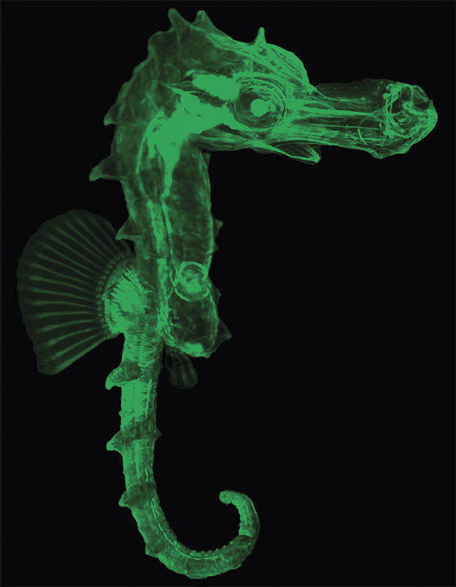 An autofluorescence image of a seahorse, imaged by light sheet microscopy. Courtesy of Uwe Schröer/LaVision BioTec GmbH, a Miltenyi Biotec Company.