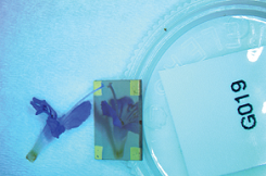 A blue flower is reflected in a thin film of a new semiconductor material developed at MIT. The clarity of the reflection testifies to the high quality of the film. Courtesy of Jaramillo et al.