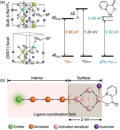 A synthetic method to enhance upconversion luminescence in protein-sized lanthanide-doped nanocrystals, by surface reconstruction through molecule coordination, supports biophotonics applications — in optogenetics and biosensing — as well as in materials science. (a): Schematic illustration of coordination and 4f energy levels of trivalent ytterbium ions residing in the interior (Ybin, top) and surface (Ybsurf, bottom) of a NaYF4 nanoparticle. (b): Diagram showing upconversion luminescence enhancement by ligand coordination. Courtesy of Nature Photonics/doi: 10.1038/s41566-021-00862-3.