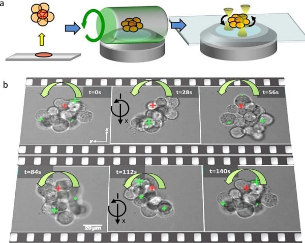 (a) Cell cluster without coverslip, in a rotating gel cylinder and contact-less in multiple optical tweezers. (b) Time-lapse from a 70?µm large cell cluster rotated around the x-axis (parallel to the image plane) by three dynamic, but blind optical traps. The xy position of the rotation center is marked by a red cross, the changing centers of the optical traps by green crosses (with marker sizes proportional to the axial position). Courtesy of Nature Communications. 