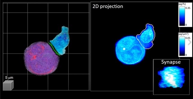 Immune cell dynamics imaged in 3D through the DeepIS method developed at KAIST. Courtesy of Professor YongKeun Park and Professor Chan Hyuk Kim, KAIST.