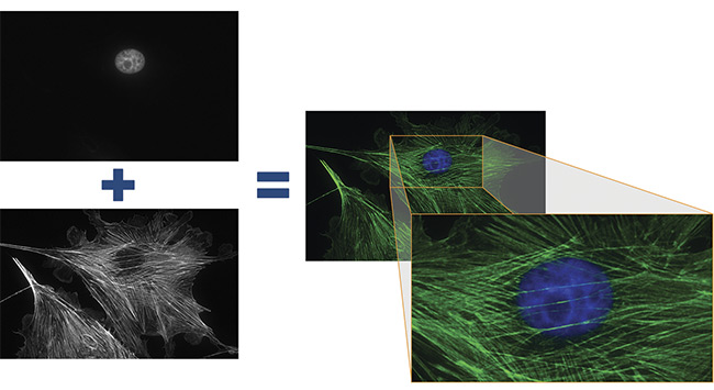 Figure 4. Two fluorescence images of a cell substrate were taken with a front-illuminated monochrome CMOS sensor in a 2.3-MP monochromatic camera. The exposure times were 500 ms at 63× magnification. The two images on the left, showing the cell nucleus (top) and filamentous actin (bottom), were colored by software and merged to show both structures in one image (right). Courtesy of Basler AG.