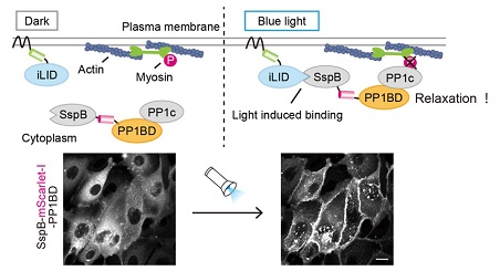 Design of the OptoMYPT system (top). Blue light exposure induces translocation of SspB-PP1BD and endogenous PP1c from the cytoplasm to the membrane, leading to the inactivation of myosin near the membrane. The images below show membrane recruitment of SspB-PP1BD upon blue light exposure. Courtesy of Aoki Lab.