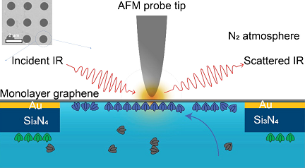 Researchers at Lawrence Berkeley National Laboratory used a combination of imaging modalities to observe how the self-assembly of the proteins in a liquid environment was affected by environmental conditions in the surrounding liquid. The imaging platform and results support soft matter imaging in a range of disciplines, including biology, as well as in the energy sectory. Experiment schematic: The tip of an atomic force microscope uses IR light to probe the sample material in its liquid environment through a monolayer graphene window. The graphene is placed over 1 µm holes in a membrane of gold and silicon nitride. Only one hole is shown. Courtesy of Advanced Light Source.