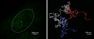 Comparison of a MiOS-obtained image to that obtained with a conventional microscope. (Left): A conventional microscope is used to visualize the structure of NANOG gene, which shows up as a bright green spot. (Right): The image of the gene taken through MiOS, which can image individual genes. The MiOS image has roughly ten times better resolution and also details critical aspects of the structure that are not discernible using conventional methods. Courtesy of Vicky Neguembor/CRG and Pablo Dans/IRB Barcelona.
