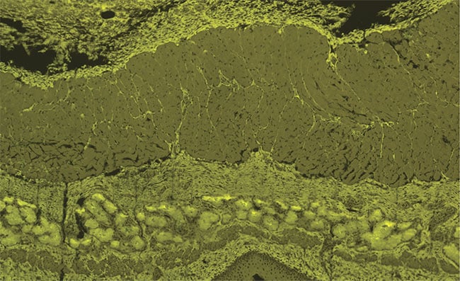 An image of an epithelial cell captured using top hat illumination. Courtesy of Advanced Products Corporation Pte. Ltd.