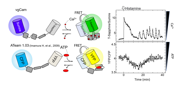 Schematic of FRET-type probe (left) as well as calcium and ATP concentration changes in the same cell (right). Addition of histamine at 0 min. Courtesy of Kazunori Sugiura.