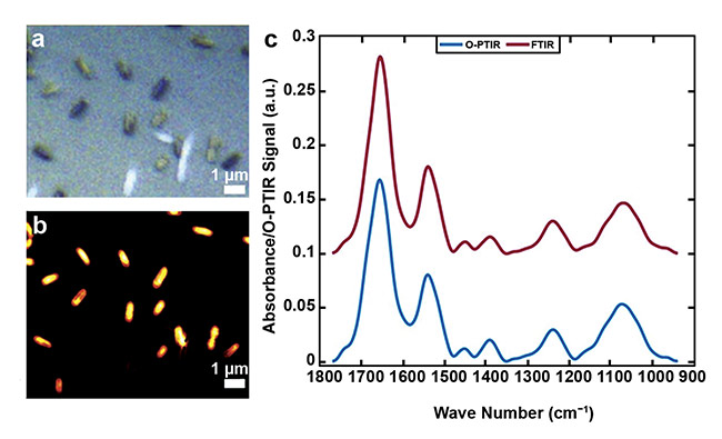 Figure 2. An image acquired from single E. coli bacterial cells (a). A single-frequency image obtained via O-PTIR at 1655 cm-1 (b). Infrared spectral signatures recorded by FTIR spectroscopy from bulk populations (red line), and from a single bacterial cell recorded by O-PTIR spectroscopy (blue line) (c). Courtesy of the University of Liverpool.