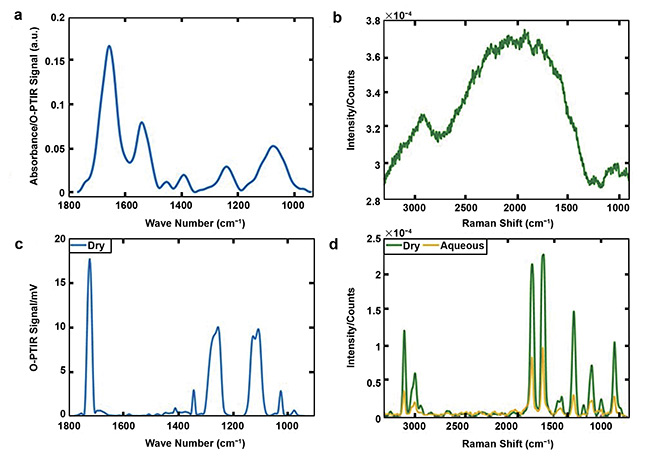 Figure 3. O-PTIR (a) and Raman (b) spectra acquired from the bacterium Bacillus sphaericus. O-PTIR (c) and Raman (green line, d) spectra collected from dry polyethylene terephthalate (PET), along with the Raman spectrum of PET from an aqueous medium (yellow line, d). Courtesy of University of Liverpool.