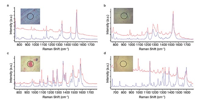 Figure 3. Optical images and collected Raman spectra from modern pigments alongside their respective spectral matches in the SOPRANO database. PB15 (copper phthalo blue) (a); PG7 (copper phthalocyanine green) (b); PR112 (C24H16Cl3N3O2) (c); PY3 (monoazo yellow) (d). Courtesy of Renishaw.