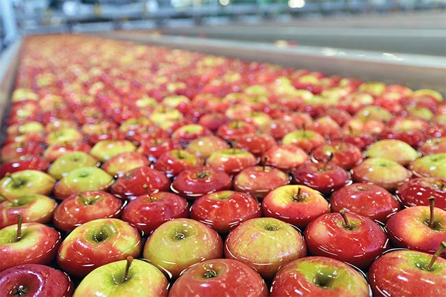 Apples are sorted by lane sorters, where 2D cameras inspect the fruit. Courtesy of Teledyne DALSA.