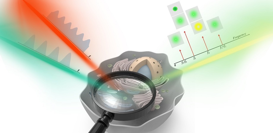 Researchers in China developed a frequency-domain STED microscopy method to selectively suppress the backgrounds in STED imaging. The method offers an improvement over existing noise suppression techniques that cause other issues with STED imaging performance. Courtesy of Longgang Mulin Graphics
