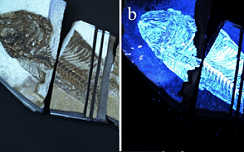 Biofinder detection of biological residues in a fish fossil. (a): White light image of a Green River Formation fish fossil. (b): Fluorescence image of the fish fossil obtained by the Biofinder. Courtesy of Misra, et al., 2022.