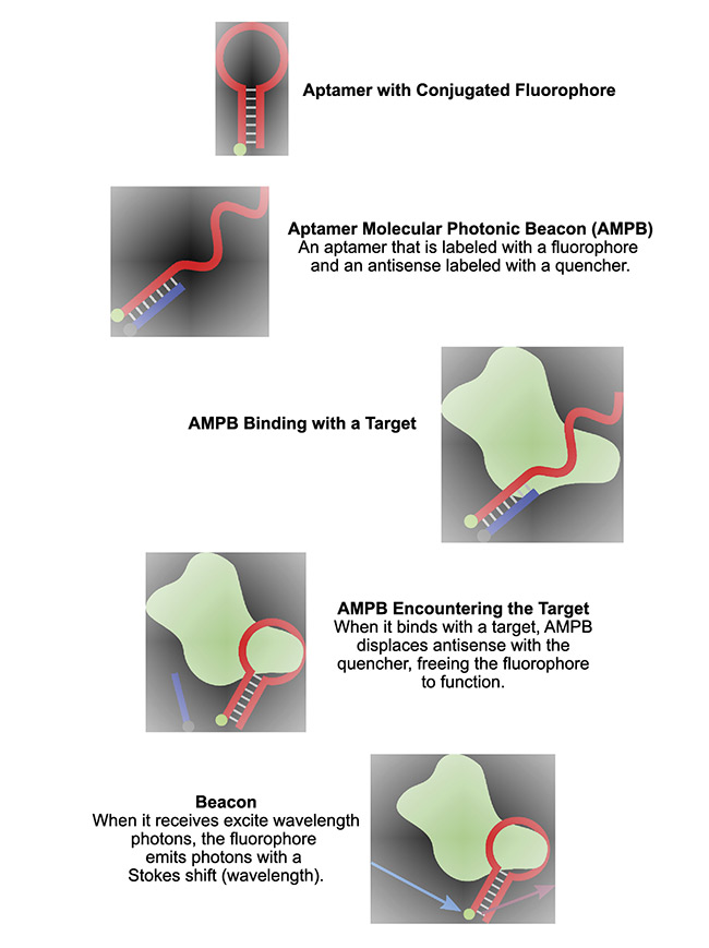 Figure 2. The construction and behavior of an aptamer molecular photonic beacon. Courtesy of Two-Photon Research.