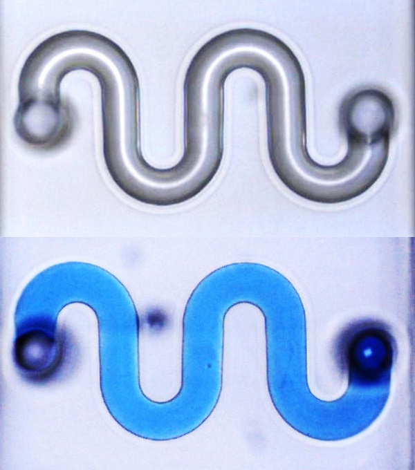 A 3D-printed, glass microfluidic channel, shown hollow and filled with liquid. Courtesy of the Georgia Institute of Technology.
