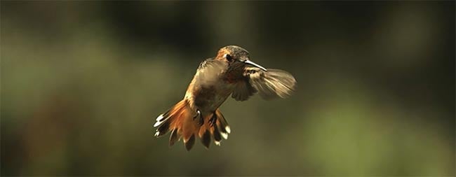 A hummingbird in flight photographed with a high-speed camera featuring increased 2072- × 1536-MP resolution and throughput speeds up to 27.1 GP/s. Courtesy of iX Cameras.