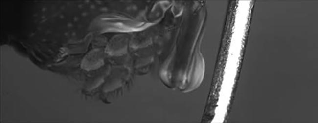 A sequence of three frames extracted from a video sequence of a mantis shrimp captured with an ultrahigh-speed camera capable of capturing 640- × 480-pixel images at frame rates >270,000 fps. This sequence shows that when the shrimp appendage hits the post, its force cavitates the water. Courtesy of RDI Technologies.