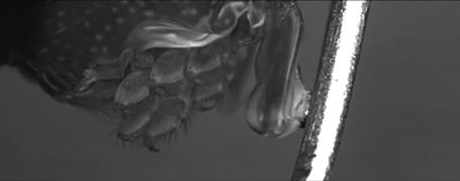 A sequence of three frames extracted from a video sequence of a mantis shrimp captured with an ultrahigh-speed camera capable of capturing 640- × 480-pixel images at frame rates >270,000 fps. This sequence shows that when the shrimp appendage hits the post, its force cavitates the water. Courtesy of RDI Technologies.