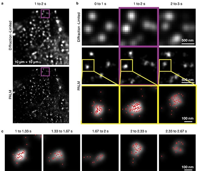 Ultrafast photoactivation/photoconversion localization microscopy (PALM) images captured with a single fluorescent-molecule imaging system. The researchers developed the system to analyze single-molecule trajectories in plasma membranes and demonstrated that it could image a fluorescent dye at a frame rate of 30 kHz, or 1000× faster than conventional video. Here, it reveals the shape changes, migrations, and formation/disappearance of caveolae in live cells.  Diffraction-limited and PALM images of caveolae (a) in 10- × 10-µm2 observation areas, using a data acquisition period of 1 s. The purple outlined images in the middle column (b) show expanded images of the purple-square regions in (a) for data acquisition between 1 and 2 s. The regions surrounded by yellow squares in the middle row are magnified in the bottom row, and the localizations of single mEos3.2 molecules determined within each 1-s period are indicated by the red dots (c). Courtesy of Okinawa Institute of Science and Technology Graduate University.