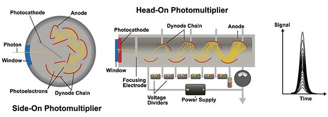 Figure 1. The input-output characteristics of the structure of a photomultiplier tube (PMT). When photons are incident on the photocathode, emitted electrons from the photocathode are amplified in a vacuum tube. As secondary electrons are repeatedly amplified at multiple dynode chains, the output pulse signal when detecting one photon is not uniform or stable. Courtesy of Evident Scientific.