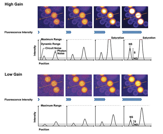 Figure 2. Adjusting the gain of a photomultiplier tube (PMT) requires balancing the signal-to-noise ratio (SNR) and dynamic range, which can be difficult. The images were acquired using different excitation laser settings; the images on the right were acquired using a higher setting. The plots below the images show the intensity profile along line A. The SNR is the ratio of S (the profile height) and NS (photon noise) and ND (circuit noise). The top shows samples acquired using high gain. The dim beads have a higher SNR, but the brighter beads get saturated. The bottom shows samples acquired using low gain. The dim beads have a lower SNR, but the bright beads do not get saturated. Courtesy of Evident Scientific.